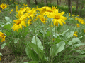 Spring Okanagan Sunflower (Balsamorhiza sagittata) Whole Plant in East Knox Mountain Park