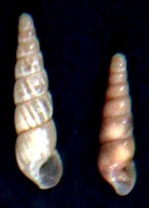 Subulina octona 005