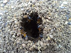 Sugar Ants rebuilding their nest entrance after rain