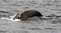 Surface Feeding - Sperm Whale Kaikoura NZ