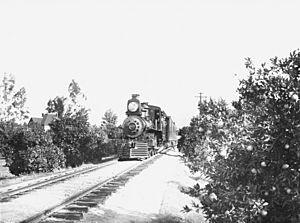 Train in citrus groves in Riverside, California (CHS-1636)