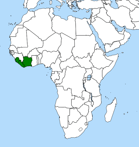 Triphyophyllum distribution