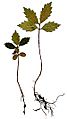 Ulmus americana seedlings