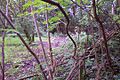 View-from-end-of-bridge-over-old-lake-Worcester-Park-House