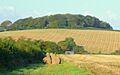 View to Milldown Wood - geograph.org.uk - 1006505