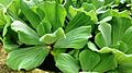 Water Lettuce (Pistia stratiotes)