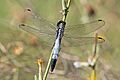 White-tailed skimmer (Orthetrum albistylum albistylum) male Greece