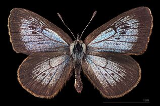 Dusky large blue Facts for Kids
