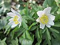 20190401Anemone nemorosa1