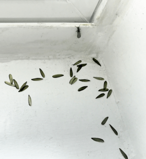 20200403 Termite and shed wings on interior window sill
