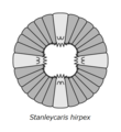 20210520 Stanleycaris hirpex oral cone