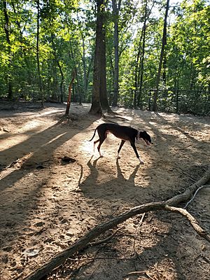 A greyhound walking through a forest