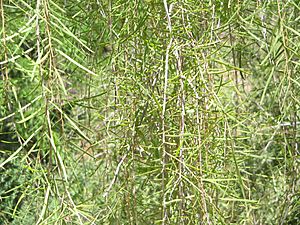 Acacia-estrophiolata-foliage