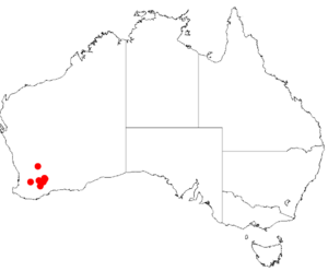 "Acacia lanei" occurrence data from Australasian Virtual Herbarium