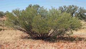 Acacia sibirica.jpg
