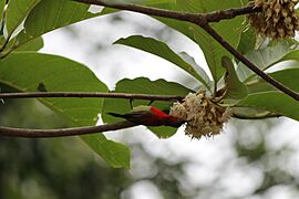 Aethopyga siparaja seheriae Panchkhal Valley 04