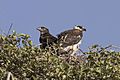 African fish eagles (Haliaeetus vocifer) juveniles in nest