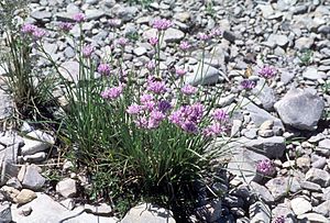 Allium geyeri.jpg