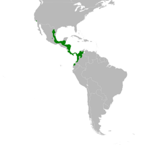 Amazona autumnalis map.svg