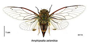 Amphipsalta zelandica dorsal