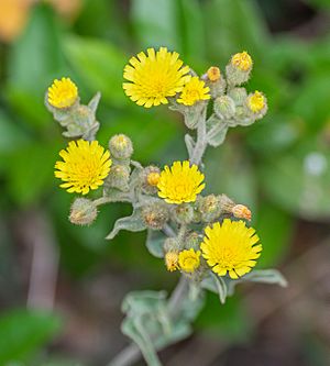 Andryala integrifolia in Herault.jpg