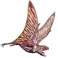 AnurognathusDB white background