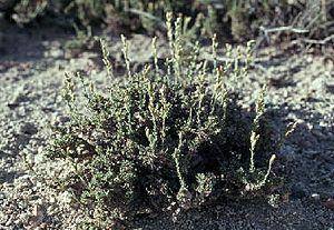 Artemisia pygmaea.jpg