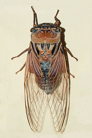 dorsal view of a single mounted cicada on a plain background