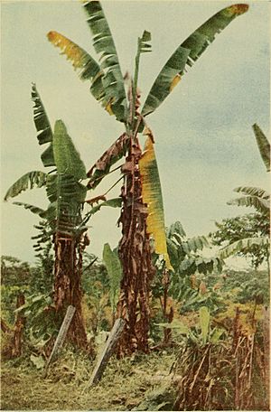 Banana wilt (1919) (20166670479)