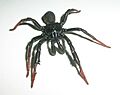BannerghattaBlackSpiderFr