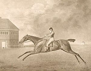 Baronet (by George Stubbs)