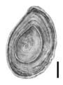 Bithynia tentaculata operculum