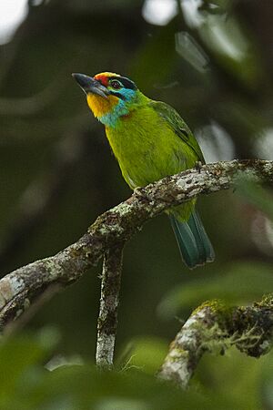 Black-browed Barbet - Malaysia MG 6603 (16222423359).jpg