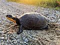 Blanding's Turtle Crossing (42015627054)