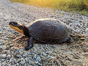 Blanding's Turtle Crossing (42015627054)