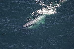 Blue-whale