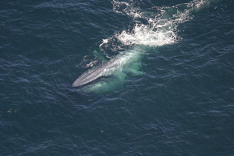Blue-whale