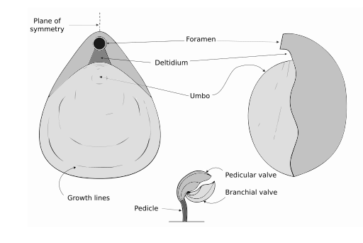 Image: Brachiopoda-morphology-en