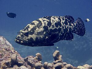 Brown marbled grouper (Epinephelus fuscoguttatus) Lakshadweep.jpg