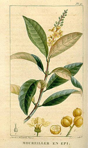 Byrsonima spicata illustration