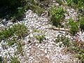 CNS Turtle Mound shells03