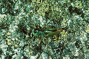 CSIRO ScienceImage 2905 Alpine Thermocolour Grasshopper.jpg