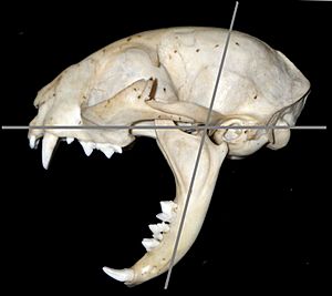 Cat skull maximum gape 80 degrees