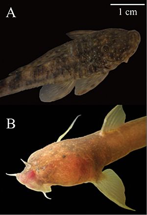 Catfishes (10.3897-subtbiol.27.27098) Figure 3