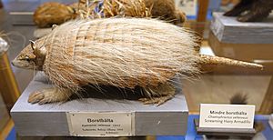 Chaetophractus vellerosus - Swedish Museum of Natural History - Stockholm, Sweden - DSC00653