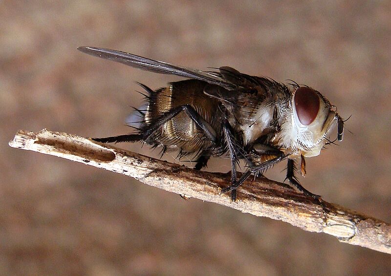 Compsilura concinnata 1