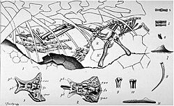 Compsognathus by Nopcsa, 1903