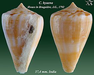 Conus hyaena 2