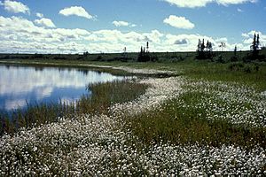 Cottongrass on Selawik Refuge Wetlands