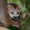 Crowned lemur (Eulemur coronatus) juvenile male head
